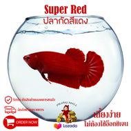 ปลากัดสีแดง เพศ เมีย " Super Red " Prang Mall มีรับประกันตลอดการส่ง