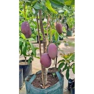 Anak Pokok mangga irwin
