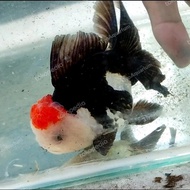 SOLD Koki Oranda 3 Color