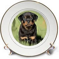 3dRose cp_4372_1 Rottweiler Puppy-Porcelain Plate, 8"