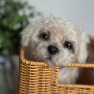 Realistic plush toy puppy