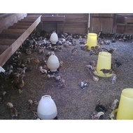 Chicken Feeder Container / Tempat Ayam Makan /Bekas Makanan / Bekas Plastik Ayam (READY STOCK)