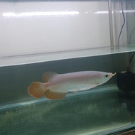 ikan arwana super red 25cm