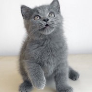 Kucing ras british shorthair 