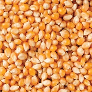 Corn kernel (Kernel Jagung) 500gram