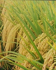 BENIH CIHERANG SUPER UNGGUL 5 kg
