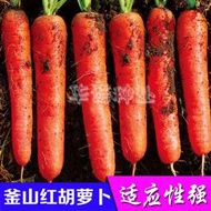 春秋蔬菜種子 種籽五寸七寸參胡蘿蔔籽紅皮紅心斧山紅進口胡蘿蔔種子 種籽苗hn