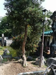 羅漢松盆栽-精品