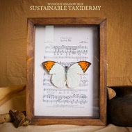 Danas butterfly specimen frame 13x18cm