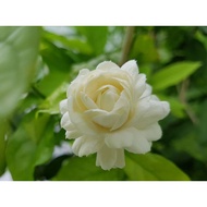 REAL PLANT MELUR ROSE(MELUR SUSUN)GRAND DUKE OF TUSCANY