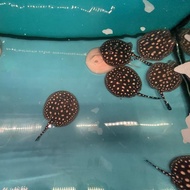 pari air tawar black diamond pure