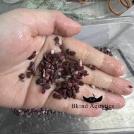 High Quality Aquarium / Aquascape / channa 1KG Marble Red Sand pasir