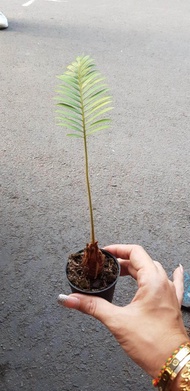 ต้นปรงแก้วแคระ Cycas siamensis ต้นไม้จิ๋ว จัดส่งพร้อมกระถาง 3 นิ้ว ลำต้นสูงถึงยอดใบ 20-30ซม หัวปรงขนาด 10-12 ซม มีใบแล้ว จัดส่งสินค้าตามรูป ใช้ปลูกเป็นบอนไซ โตช้ามาก ต้นไม้แข็งแรง ทุกต้น เรารับประกันจัดส่งห่ออย่างดี