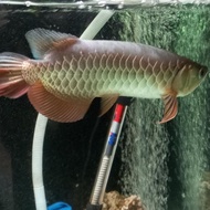 Arwana Golden Red / Rtg 28-30 cm