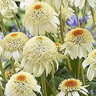 SEMI -farm Seeds Echinacea Milky White Perennial Flower 200 Seeds, Professional Pack, Large Blooms w