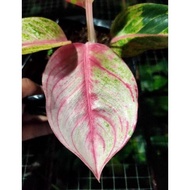 aglaonema Goliath