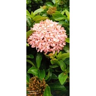 Bunga Ixora Pink Thai & Ixora Vietnam