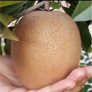 Pokok Ciku Mega Hybrid Thai