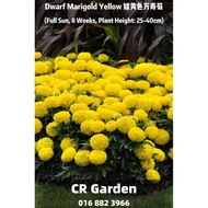 Dwarf Marigold Yellow 15 Seeds 矮黄色万寿菊15粒 (Full Sun, 8 Weeks, Plant Height: 25-40cm)