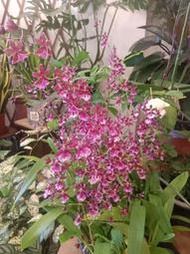 ★╮芳草園★╮-「香水文心蘭」盆栽