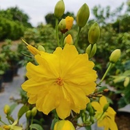 Apricot tree with 8-12 petals - large tree