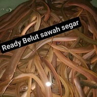 belut hidup belut sawah