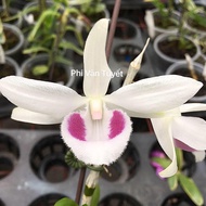 [Viện Nghiên Cứu Di Chuyền Nông Nghiệp] Combo 3 cây phi điệp 5ct bạch tuyết