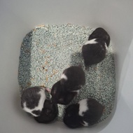 Hamster Jenis Syrian Panda