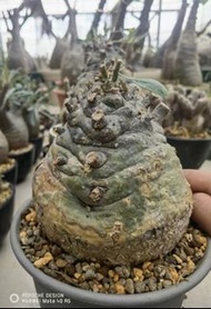 觀峰玉 12cm (多肉植物，塊根植物，球根植物，龍舌蘭，大型多肉植物，仙人掌，仙人球，仙人頭，石化，綴，菊水，海鮮，草球，牡丹，玉露，室內外，戶外，夠光)