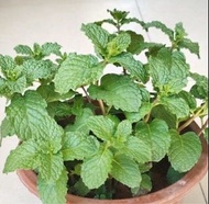 新鮮薄荷盆栽🪴 More plants fruit trees flowers saplings herbs in next picture &listings .