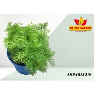 KF - Asparagus // Live Plant // KFTANGARDEN