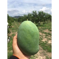 Buah Mempelam / Mangga Harum Manis Perlis Original 1kg rm35