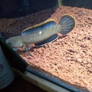 Ikan Chana Limbata