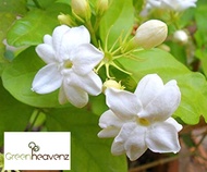 GHZ Real Plant Flower Jasmine Plant Bunga Melur Live Pokok Bunga Melur Wangi Pokok Jasmin Jasmine Fl