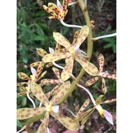 Bunga Orkid/DIPODIUM BUNGA KUNING/SUPER RARE [ DIPODIUM PICTUM ORCHID SP. BORNEO SABAH ]