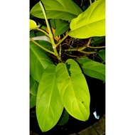 Philodendron Malay Gold (Golden goodess-lemon lime),selling cutting in 6 inches