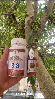 Thuốc kích hoa và quả Chế phẩm H1+B3 kích hoa quả cho sung