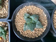 龜甲牡丹6至7年小苗