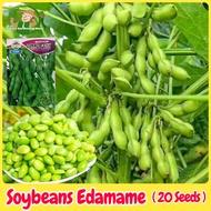 เมล็ดพันธุ์ ถั่วแระญี่ปุ่น บรรจุ 20 เมล็ด Edamame Seeds Soybean Organic Vegetable Seeds for Planting