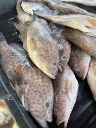 IPOH SEAFOOD- Fresh Grouper Fish / 石斑鱼 500-600gm x 5 pcs (PURCHASE RM600 FREE SHIPPING)