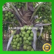 COD Bibit kelapa hibrida super genjah siap tanam