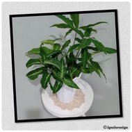 Keladi Viral Syngonium Hijau / Keladi Arrowhead untuk hiasan berpasu (air)