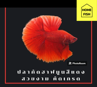 ปลากัดฮาฟมูนสีแดงสวยงามเพศผู้คัดเกรด (มีรับประกันสินค้า)(มีเก็บเงินปลายทาง)