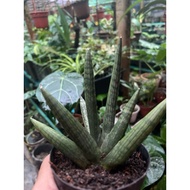 Sansevieria Ballyi Minnie Silver Starfish
