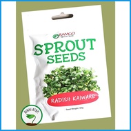 ❃ ◆ Ramgo Radish Kaiware Sprouting Microgreens Seeds