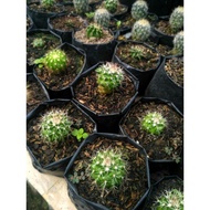 HIJAU Cactus plant cactus cactus ownroot mini cactus green salak cactus