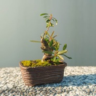 狀元紅豆盆栽 迷你盆栽 造型盆栽搭配手工盆