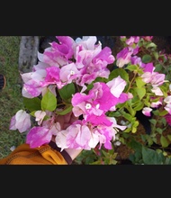 Bougainvillea splash LIVE PLANTS | Live and Rooted Plants | (AVAILABLE FOR LUZON AREA ONLY) Clovergr
