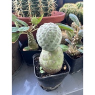 OPUNTIA CACTUS (DRAGON CRACK)