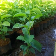 Terlaris Markisa Jumbo Bibit Tanaman Buah Markisa Bibit Markisa Pohon Markisa TERBAIK